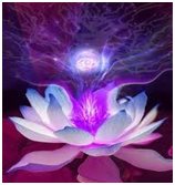 Violet Lotus - Meditations with Rowena Beaumont