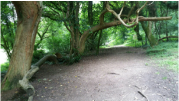 Ancient trees and path, photo by Rowena Beaumont