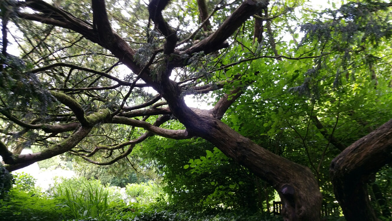 Tree, Chalice Well Glastonbury